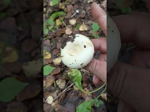 Видео: Тихая охота! 