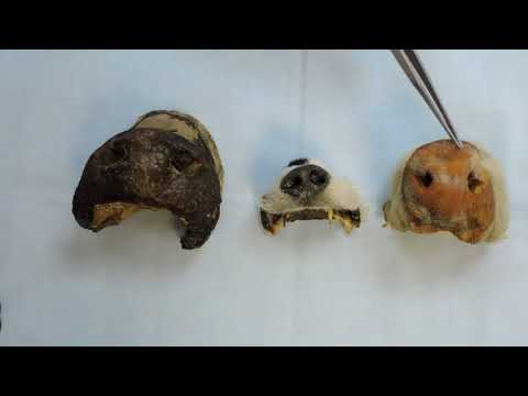 Видео: Видеозанятие 26 «Органы дыхания (часть 1)»