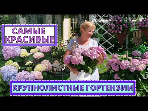 Видео: КРУПНОЛИСТНЫЕ ГОРТЕНЗИИ 2021г. Особенности выращивания и уход. Наш опыт