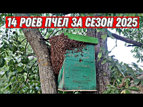Видео: ПОЙМАЛ 14 РОЙОВ ПЧЕЛ ЗА СЕЗОН 2025 !!!