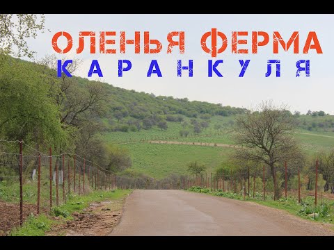 Видео: Путешествие по Узбекистану с Сатдиковым Кайратом - Оленья ферма Каранкуля