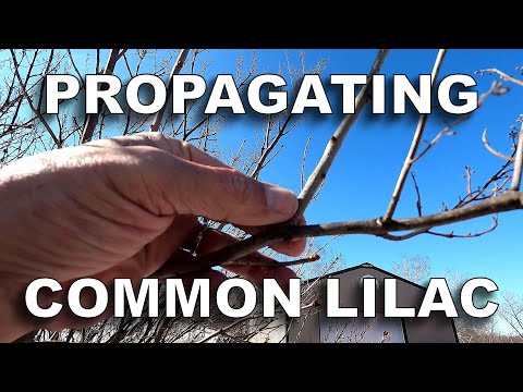 Видео: Размножение сирени обыкновенной [из спящих зимних черенков]