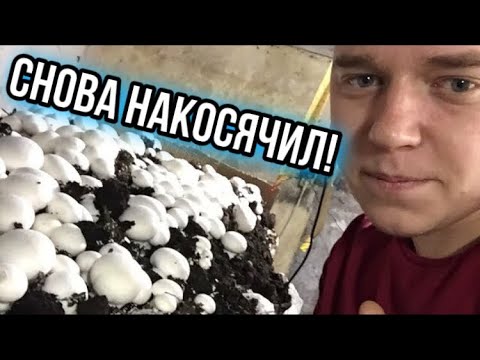 Видео: Я ОПЯТЬ НАКОСЯЧИЛ! первая волна! Начало сбора шампиньонов! Грибы начали расти!