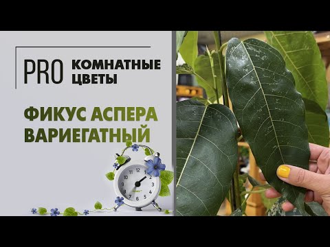 Видео: Фикус аспера вариегатный. Про растение: как ухаживать за фикусом в комнатных условиях.