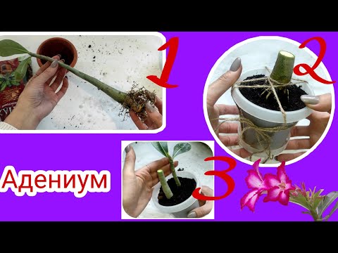 Видео: Адениум. Уход в домашних условиях. Черенкование адениума Неприхотливый сад