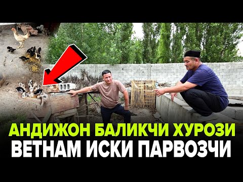 Видео: АНА ХАЛОС АНДИЖОН ВЕТНАМ ХУРОЗ ЭСКИ БОКУВЧИ ТОПГА СОЛИШ СИРЛАРИНИ АЙТДИ