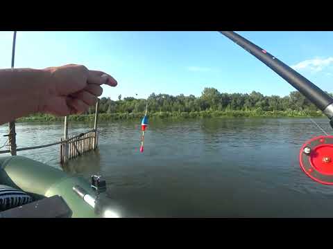 Видео: Август, Рыбалка  с Лодки на ПОПЛАВОК \Река Дон.\ЛЯПОТА.