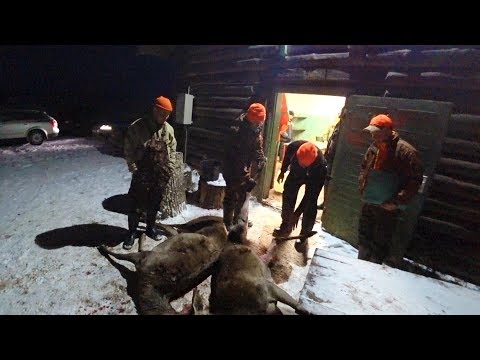 Видео: Охота #215 в Латвии на оленя