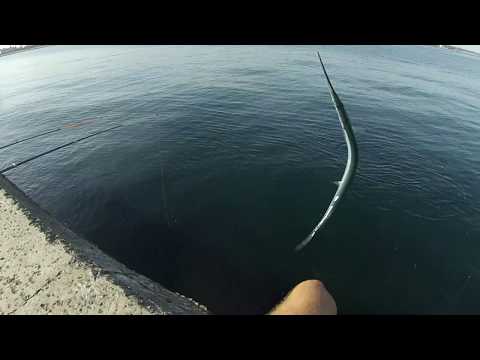 Видео: Ловля саргана на попловок