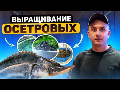 Видео: Осетровая ферма. Как добывают настоящую черную икру. Выращивание рыбы