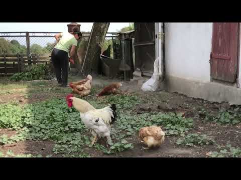 Видео: Поїхала з міста! ⚡Прибираю в курнику: 🐔 Які вони  будні в селі?: 🙈life in village: