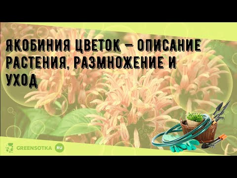 Видео: Якобиния цветок — описание растения, размножение и уход