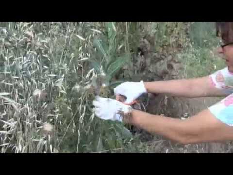 Видео: Сбор, обработка и приготовления семян расторопши (Sílybum mariánum)