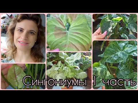 Видео: 1 часть🌱Сингониумы🌸Сейчас мне очень нравится как они выглядят🌱Конфетти🌸Панда🌱Сильвер Пёрл🌸Спир Поинт