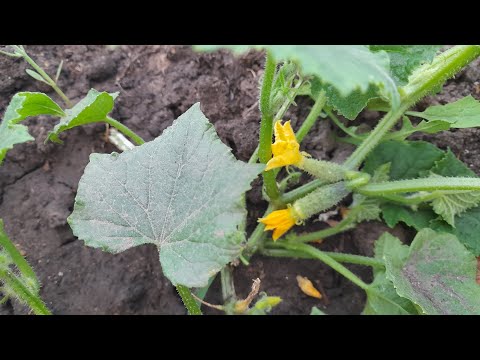 Видео: Від чого ЗАЛЕЖИТЬ  УРОЖАЙ ОГІРКА🥒Прищипую верхівку пагона.