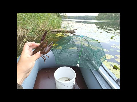 Видео: Оставил Раколовки на ночь! Ловля Раков! Проверка Китайских Раколовок "Зонтик"!