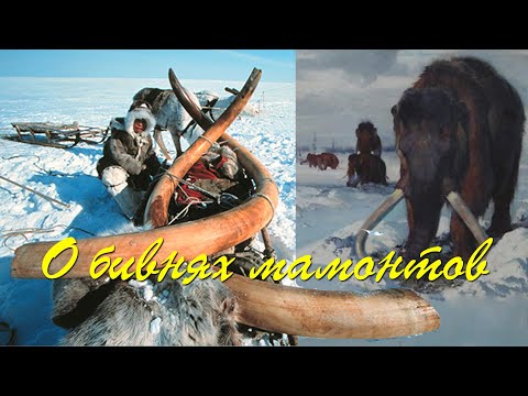 Видео: О бивнях мамонтов