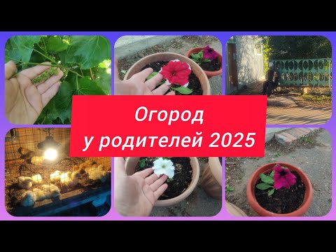 Видео: РУМ ТУР ПО ОГОРОДУ У РОДИТЕЛЕЙ. ОГОРОД 2025