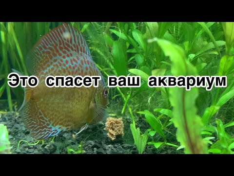 Видео: Аквариум, самоделка для аквариума, дискусы