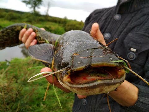 Видео: Рыбалка на реке Свислочь. Сомы монстры.