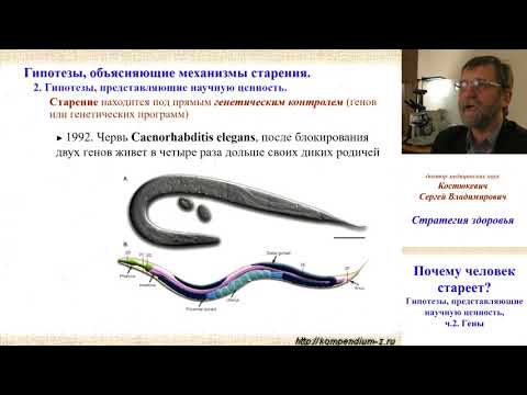 Видео: 3.2 Почему человек стареет?  Наука 2.  Гены