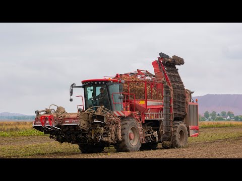 Видео: Уборка сахарной свеклы / HOLMER Terra Dos T4-30 /