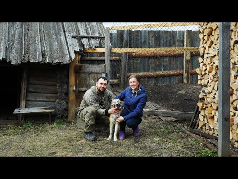 Видео: У СОБАКИ НОВЫЙ ДОМ | РАССТЕГАИ В РУССКОЙ ПЕЧИ | ОГОРОДНЫЕ РАБОТЫ