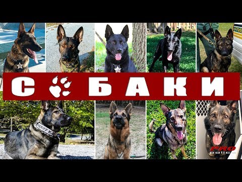 Видео: Собаки на службе полиции США: Флорида [К-9 в деле выпуск 4]