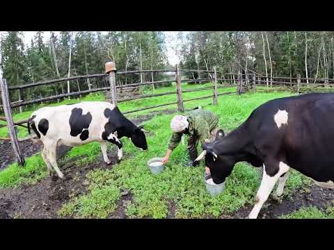 Видео: Рубрика "Счастливые люди на краю земли" мы покажем один день семьи Челхаховых.