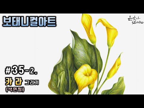 Видео: [Цветочная живопись / Ботаническое искусство] № 35-2. Цветной карандашный рисунок каллы