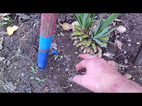 Видео: Юкка осень 2025