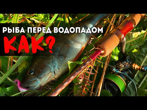 Видео: 🎣 ЗАБЫТАЯ ТОЧКА С Крупным Окунем. Ловлю на спиннинг Fario Bronze 195см 1-6гр тубуляр #микроджиг