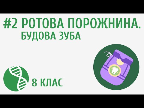 Видео: Ротова порожнина. Будова зуба #2