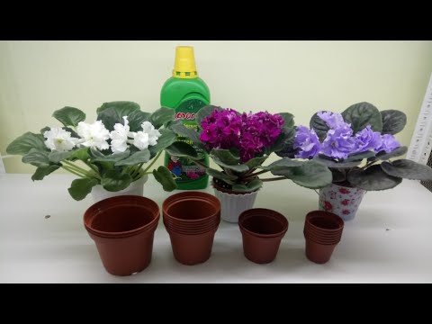 Видео: Что самое важное в уходе за фиалками?