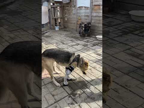 Видео: Ритулик на протезах ❤️