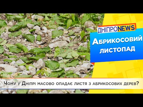 Видео: Чому у Дніпрі масово опадає листя з абрикосових дерев?