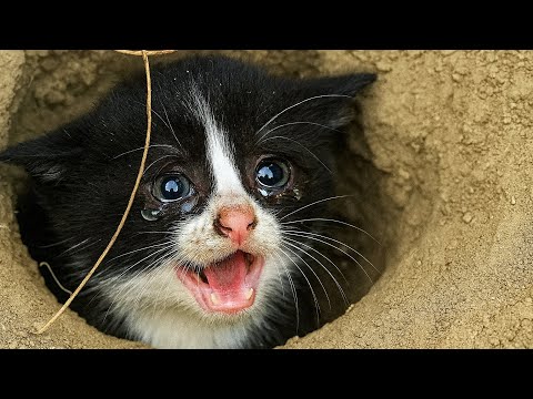 Видео: Кот кричал под землёй 3 часа, люди шли мимо... Бездомная собака сделала то, что не смог человек.