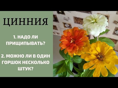 Видео: Можно ли высаживать циннию в один горшок несколько штук? Нужно ли ее прищипывать?