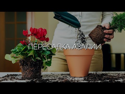 Видео: Самый простой способ пересадить азалию в домашних условиях. Уход за растениями.