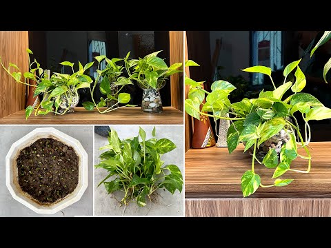 Видео: Уникальные настольные водные идеи Pothos и способы предотвращения роста комаров в горшках