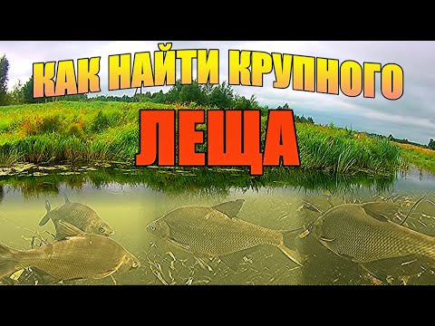 Видео: ИЩУ РЫБУ!!! Где держится КРУПНЫЙ ЛЕЩ на малой реке. Подводная съёмка.