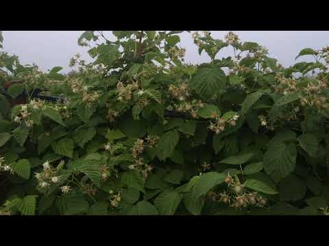 Видео: Лучший ранний летний сорт малины Лячка