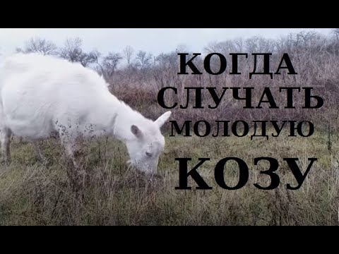 Видео: Когда покрывать козу в первый раз / когда случать козу первокотку?