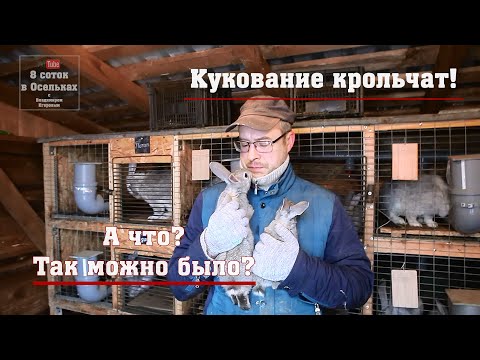 Видео: Кукование крольчат.