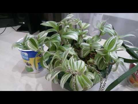 Видео: Традесканция. Уход и размножение.