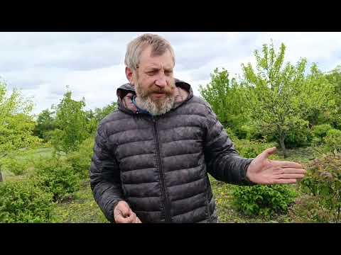 Видео: Жимолость. Многодневные заморозки дали о себе знать .