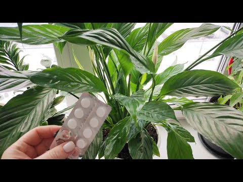 Видео: 1 ТАБЛЕТКА под СПАТИФИЛЛУМ, чтобы ЛИСТИКИ НЕ ЖЕЛТЕЛИ и даже дохлый цветок оживет, позеленеет