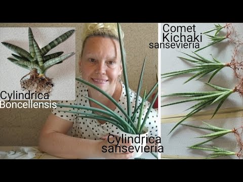 Видео: Пересадка сансевиерий Бонселенсис, Цилиндрическая (косичка Twist) и Комет Кичака #сансевиерия