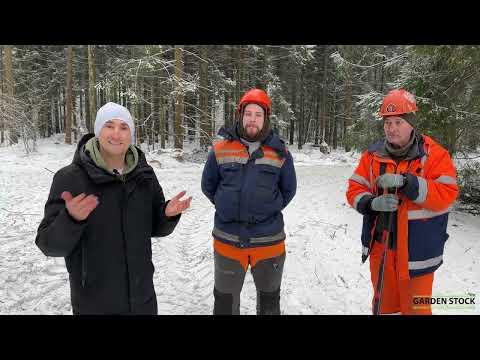 Видео: Бензопилы ZimAni в работе. Отзывы. Работа. ZimAni MS361 и MS660.