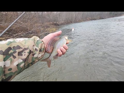 Видео: Как поймать Хариус?В условиях переменчивой погоды...#fishing #рыбалка #ловим #хариус #ленок